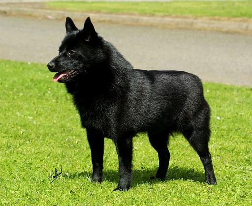 Schipperke 9W021D-003.JPG